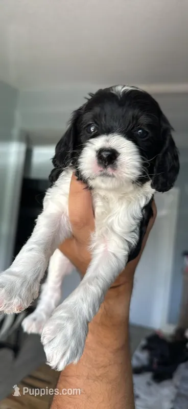 Shadow – Cockapoo puppy for sale in Miami, FL