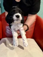 Shadow, a male Cockapoo for sale in Miami, FL – Photo 2 of 9