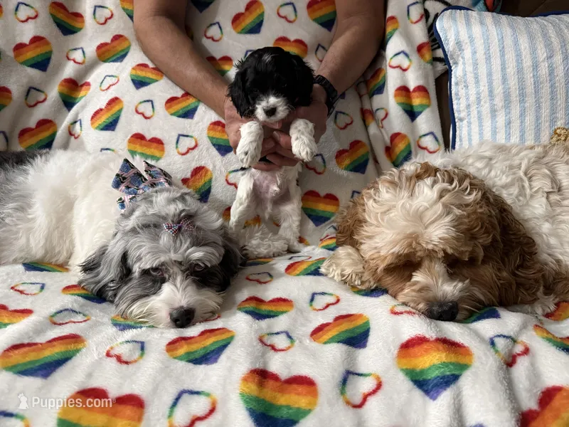 Shadow – Cockapoo puppy for sale in Miami, FL