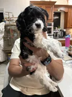 Shadow, a male Cockapoo for sale in Miami, FL – Photo 7 of 9