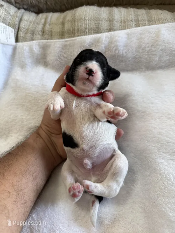 Shadow – Cockapoo puppy for sale in Miami, FL