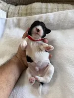 Shadow, a male Cockapoo for sale in Miami, FL – Photo 1 of 4
