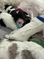 Shadow, a male Cockapoo for sale in Miami, FL – Photo 2 of 4