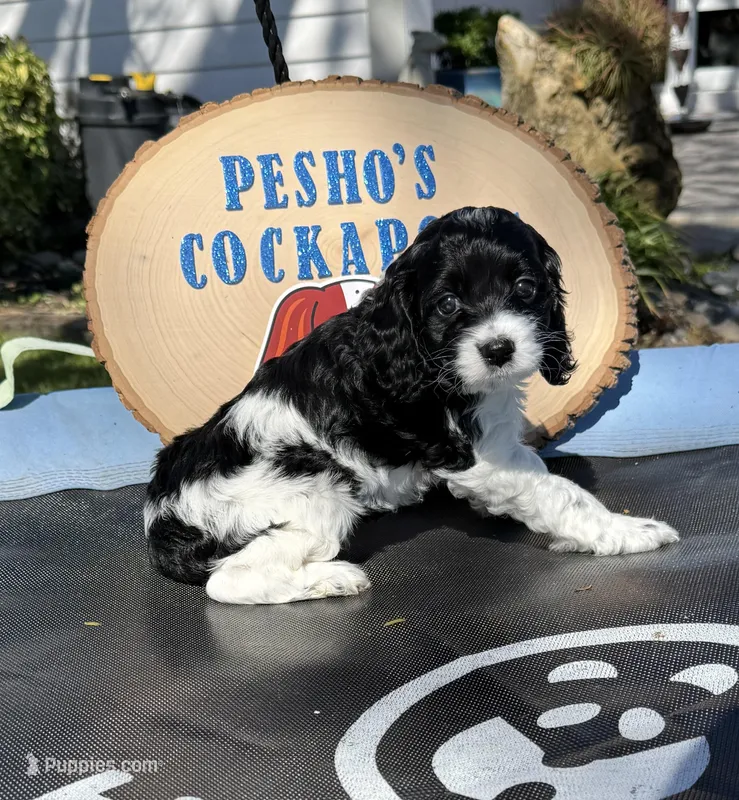 Shadow – Cockapoo puppy for sale in Miami, FL