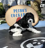 Shadow, a male Cockapoo for sale in Miami, FL – Photo 1 of 9
