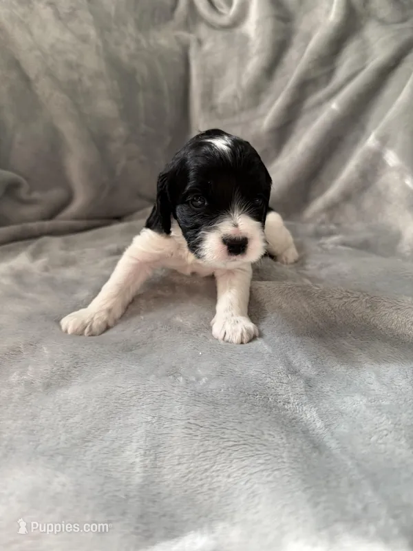 Shadow – Cockapoo puppy for sale in Miami, FL
