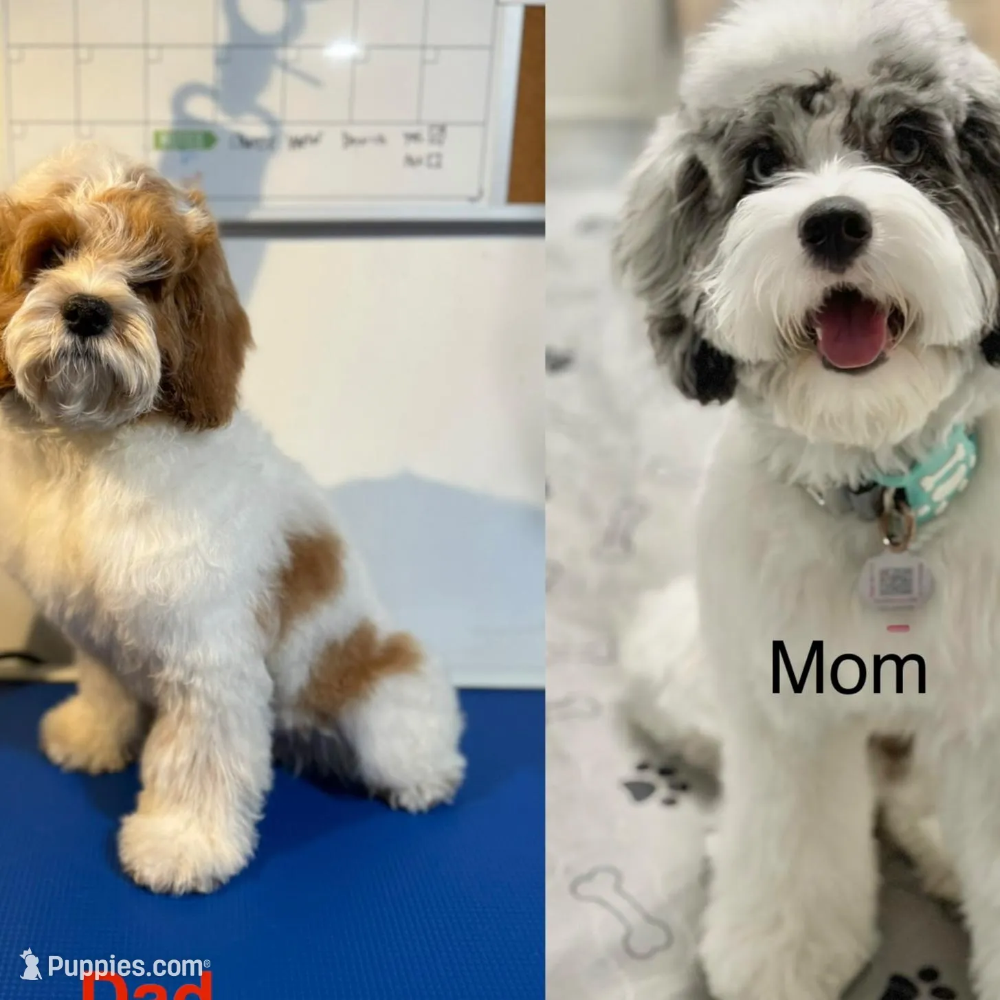 Shadow, a male Cockapoo for sale in Miami, FL – Photo 4 of 4