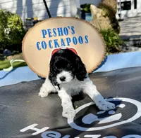 Shadow, a male Cockapoo for sale in Miami, FL – Photo 6 of 9