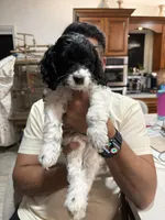 Shadow, a male Cockapoo for sale in Miami, FL – Photo 8 of 9