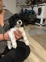 Shadow, a male Cockapoo for sale in Miami, FL – Photo 9 of 9