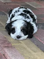 Vaky, a male Cockapoo for sale in Miami, FL – 5 of 5