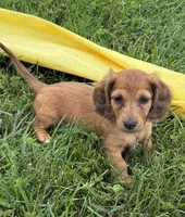 Penny, a female Dachshund for sale in Seymour, MO – 3 of 6