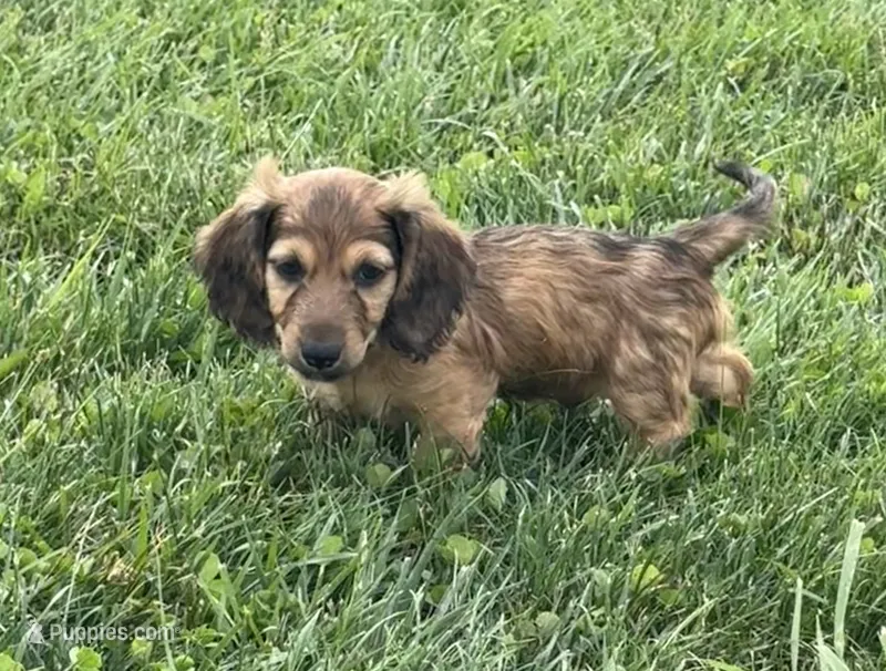 Mav – Dachshund puppy on hold in Seymour, MO
