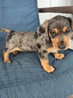 Lola, a female Dachshund for sale in Seymour, MO – 3 of 7
