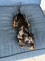 Darla, a female Dachshund for sale in Seymour, MO – 5 of 6