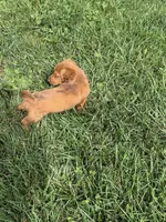 Griffin, a male Dachshund for sale in Seymour, MO – 3 of 7