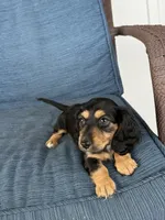 Tara, a female Dachshund for sale in Seymour, MO – 3 of 7