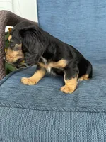 Tara, a female Dachshund for sale in Seymour, MO – 6 of 7