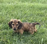 Mav, a male Dachshund for sale in Seymour, MO – 2 of 6