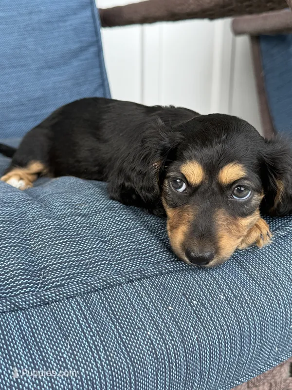 Tara – Dachshund puppy on hold in Seymour, MO