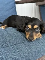 Tara, a female Dachshund for sale in Seymour, MO – 1 of 7