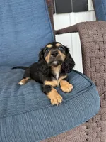 Tara, a female Dachshund for sale in Seymour, MO – 5 of 7