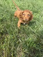 Griffin, a male Dachshund for sale in Seymour, MO – 1 of 7