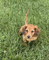 Penny, a female Dachshund for sale in Seymour, MO – 4 of 6