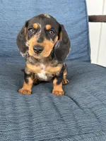 Darla, a female Dachshund for sale in Seymour, MO – 4 of 6