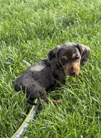 Lola, a female Dachshund for sale in Seymour, MO – 4 of 7