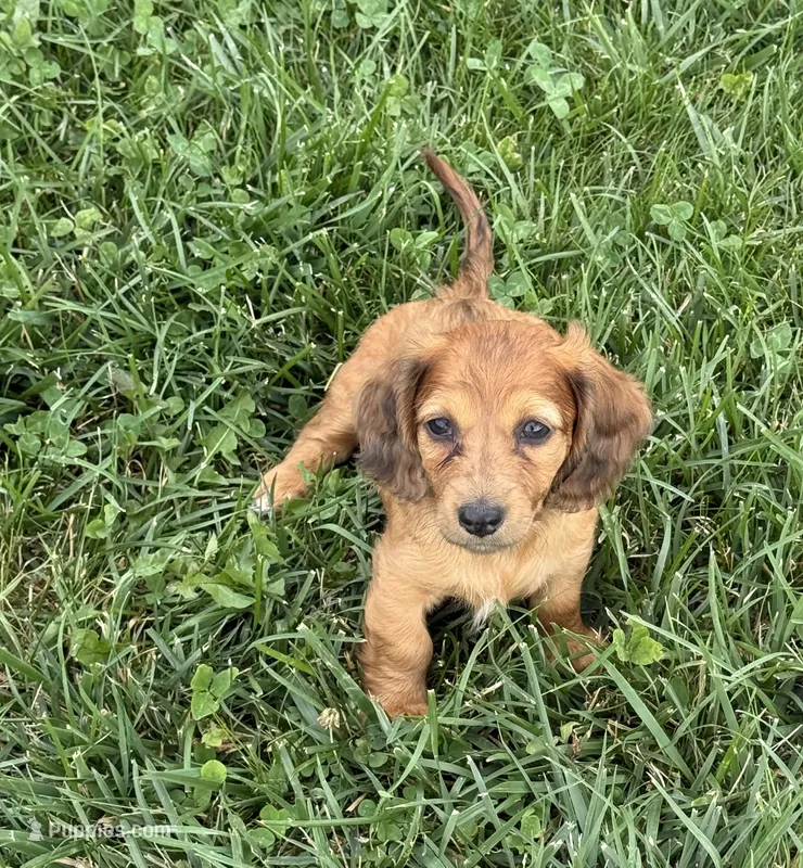 Penny – Dachshund puppy for sale in Seymour, MO