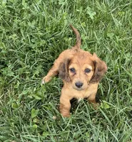 Penny, a female Dachshund for sale in Seymour, MO – 1 of 6