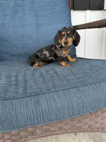 Darla, a female Dachshund for sale in Seymour, MO – 6 of 6