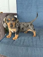 Lola, a female Dachshund for sale in Seymour, MO – 6 of 7