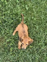 Penny, a female Dachshund for sale in Seymour, MO – 5 of 6