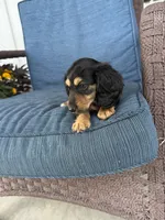 Tara, a female Dachshund for sale in Seymour, MO – 7 of 7