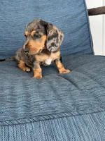 Lola, a female Dachshund for sale in Seymour, MO – 2 of 7