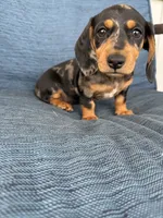 Darla, a female Dachshund for sale in Seymour, MO – 2 of 6