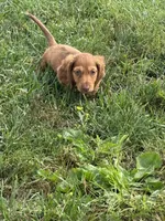 Griffin, a male Dachshund for sale in Seymour, MO – 7 of 7