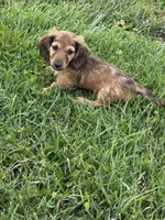 Mav, a male Dachshund for sale in Seymour, MO – 4 of 6