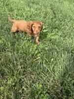 Griffin, a male Dachshund for sale in Seymour, MO – 4 of 7