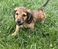 Mav, a male Dachshund for sale in Seymour, MO – 3 of 6