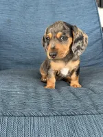 Lola, a female Dachshund for sale in Seymour, MO – 1 of 7