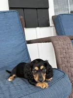Tara, a female Dachshund for sale in Seymour, MO – 4 of 7