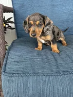 Lola, a female Dachshund for sale in Seymour, MO – 7 of 7