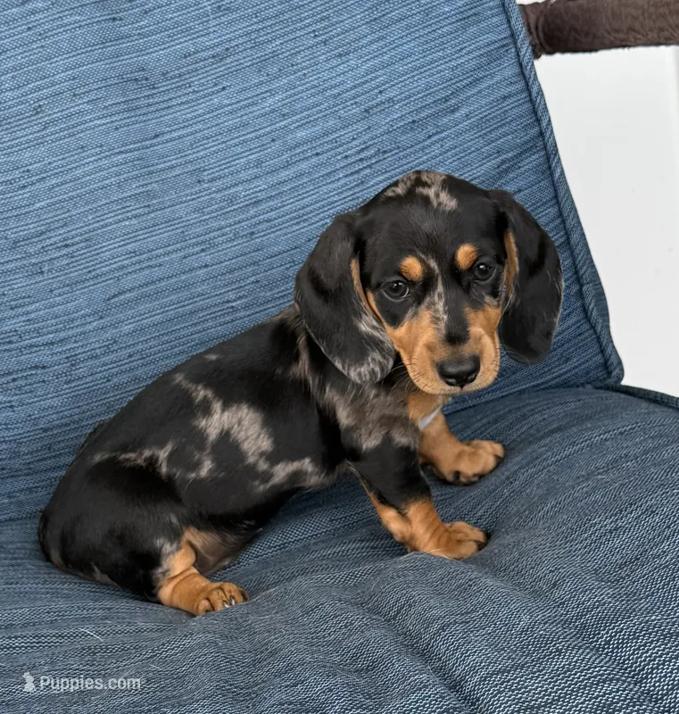Darla – Dachshund puppy on hold in Seymour, MO