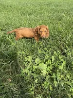 Griffin, a male Dachshund for sale in Seymour, MO – 5 of 7