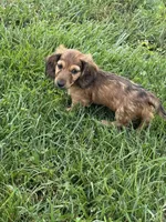 Mav, a male Dachshund for sale in Seymour, MO – 5 of 6