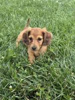 Penny, a female Dachshund for sale in Seymour, MO – 6 of 6