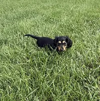 Tara, a female Dachshund for sale in Seymour, MO – 2 of 7